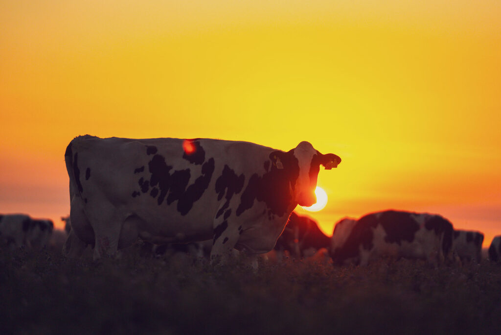 Colonia Orcoví - Fotos Página Web (3)