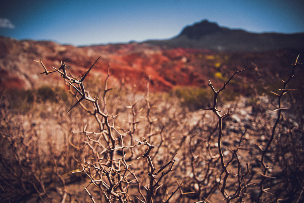 Mendoza Fotos Web (10)