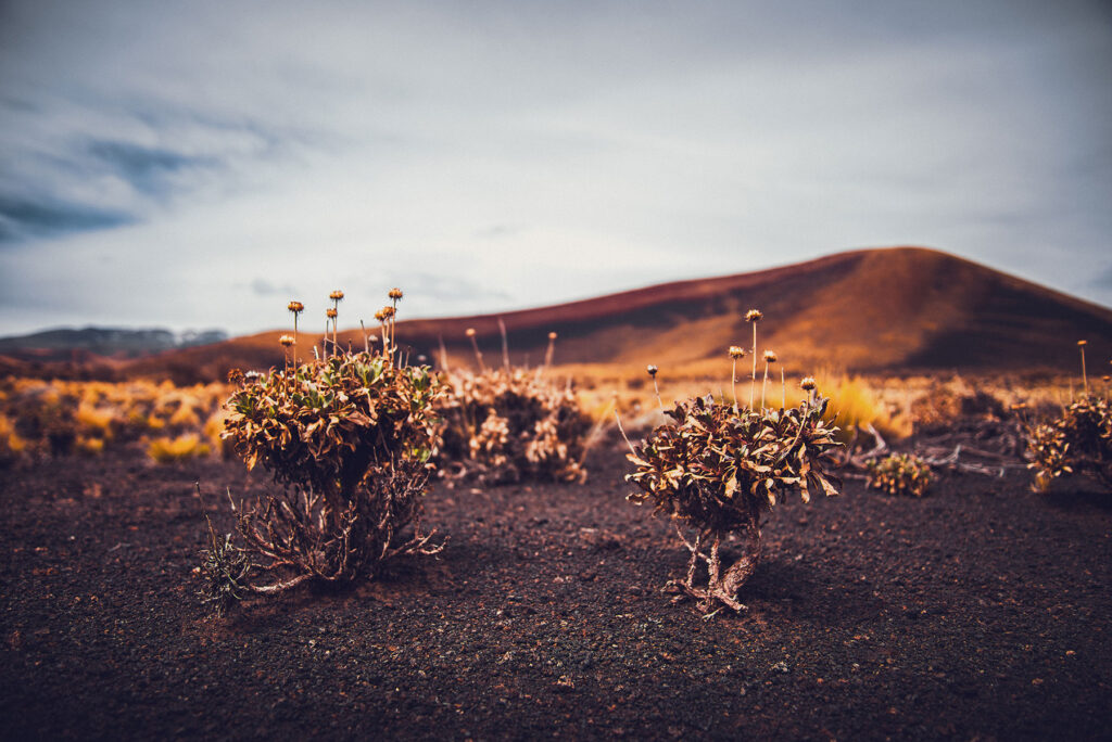 Mendoza Fotos Web (25)