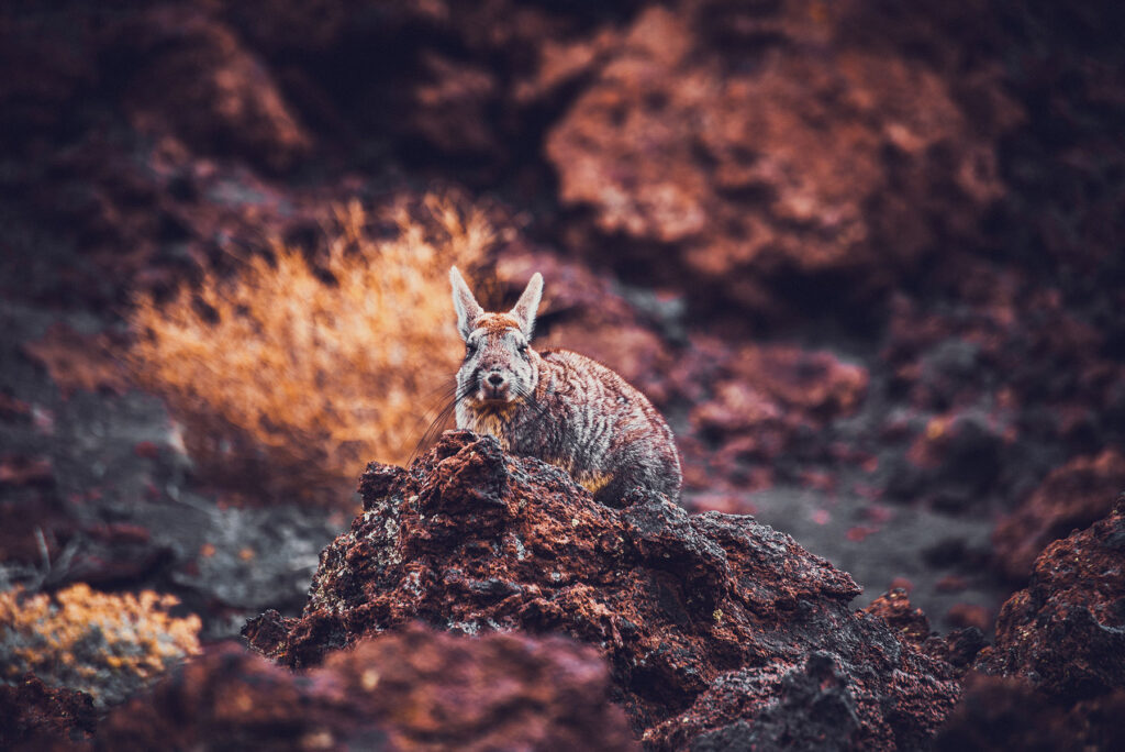 Mendoza Fotos Web (32)